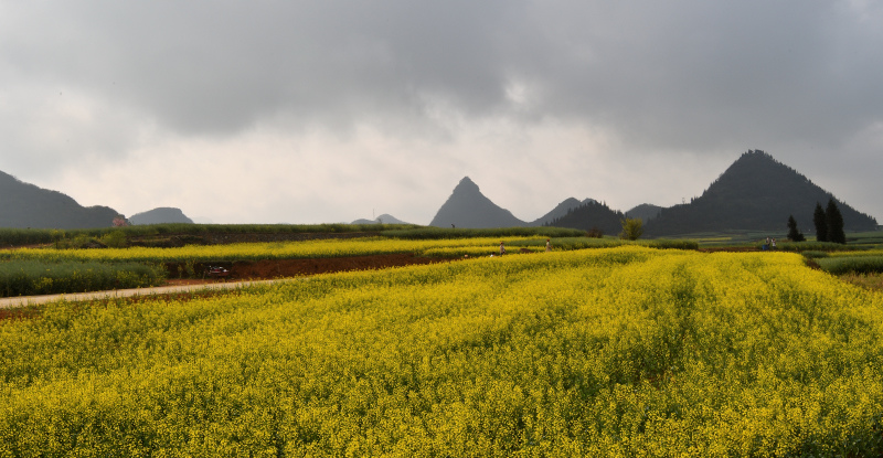 489-羅平-金雞峰油菜花田- 2-_.JPG