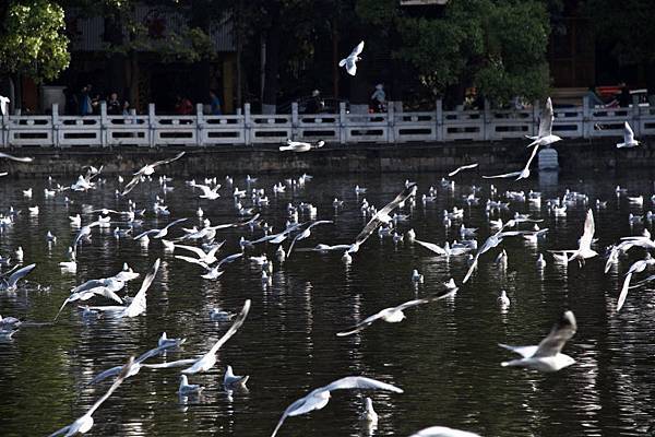 15-昆明-翠湖-燕鷗 2-_.JPG