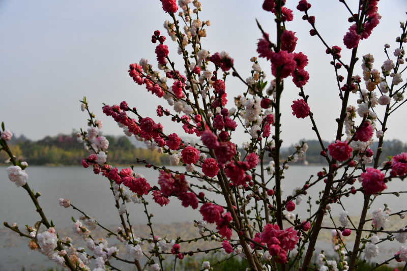 871-昆明市-洛龍公園--_.JPG