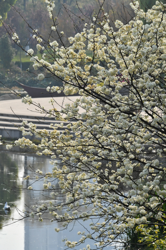 867-昆明市-洛龍公園--_.JPG