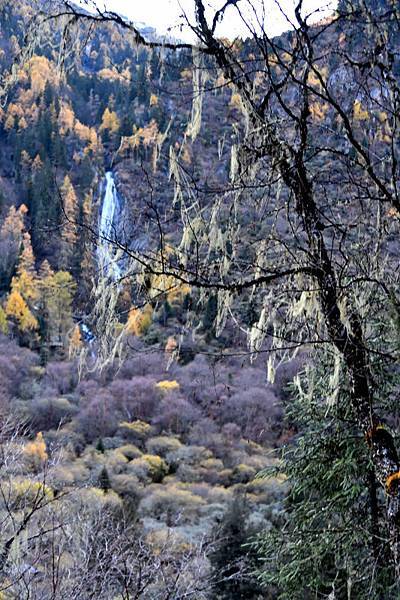 1687-四姑娘山-長坪溝-古道-瘦馬.JPG