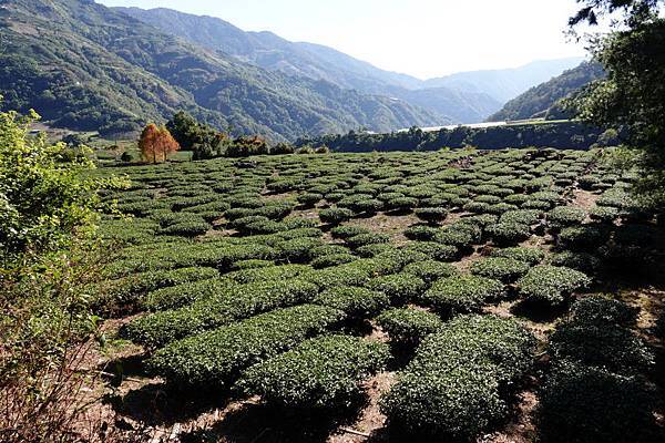 647-day-3-力行產道-往瑞岩部落-.JPG