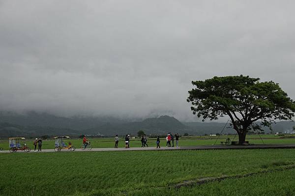 1597-day8-池上自行車旅遊-.JPG