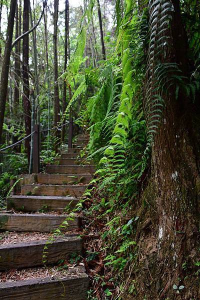 65-日月潭-後尖山步道-.JPG