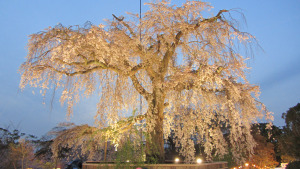 圓山公園夜櫻