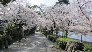 宇治川旁櫻花