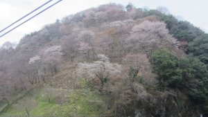 吉野山下千本櫻花