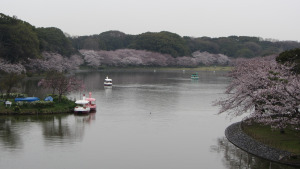 明石公園櫻花