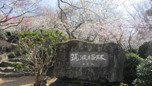 筑波山梅園