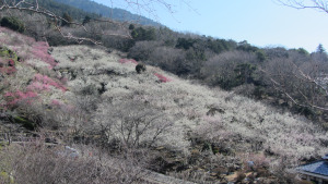 筑波山梅園