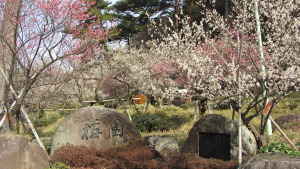 熱海梅園