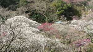 熱海梅園