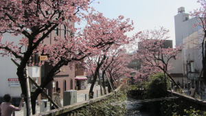 糸川櫻步道