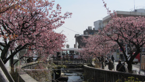 糸川櫻步道