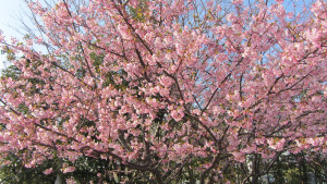 熱川櫻花