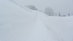 一片雪白的世界