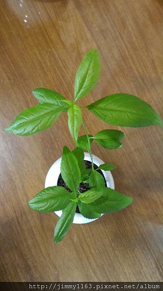 P_20160118_205216.jpg P_20160118_205216.jpg