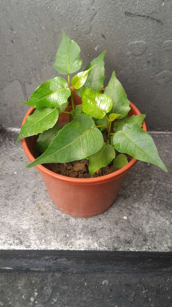 16 菩提樹種子盆栽 Jimmy 的綠色花園 痞客邦