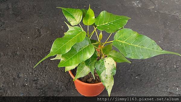 16 菩提樹種子盆栽 Jimmy 的綠色花園 痞客邦