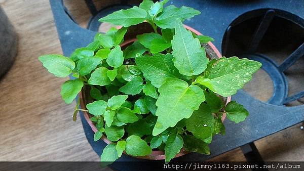 P_20161004_065054_LL.jpg
