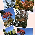 東京早櫻與紅葉