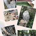 井之頭動物園.jpg