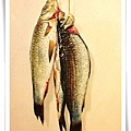 三尾魚. p309939,.jpg