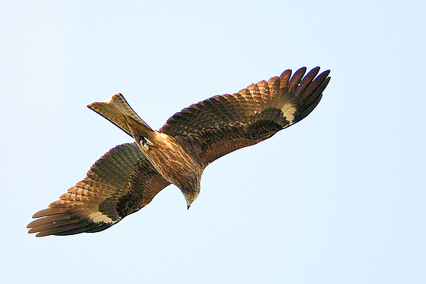 17黑鳶.jpg