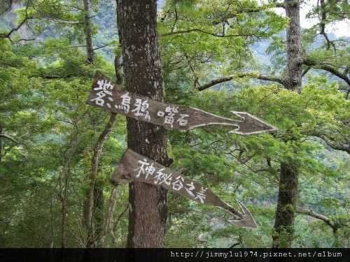 [尖石] 司馬庫斯巨木踏查 2009-05-27 026.jpg