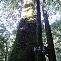 [尖石] 司馬庫斯巨木林健走 2011-12-04 064.jpg