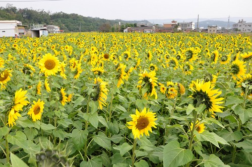 霄遙山莊-通霄花海6.jpg