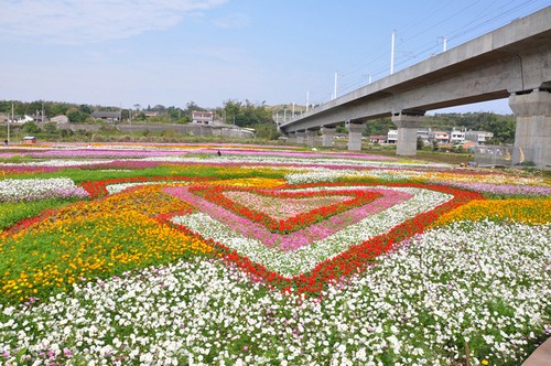 霄遙山莊-通霄花海4.jpg