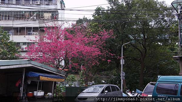 05一抹櫻紅.jpg 05一抹櫻紅.jpg