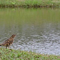 水邊虎鶇