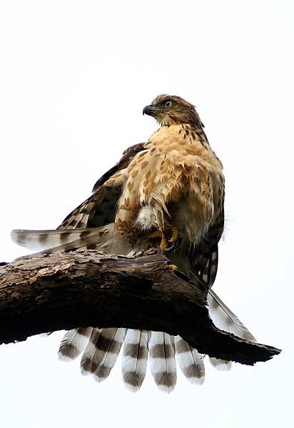 鳳頭曬曬