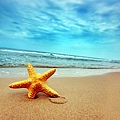 沙灘上的海星，漂亮海灘