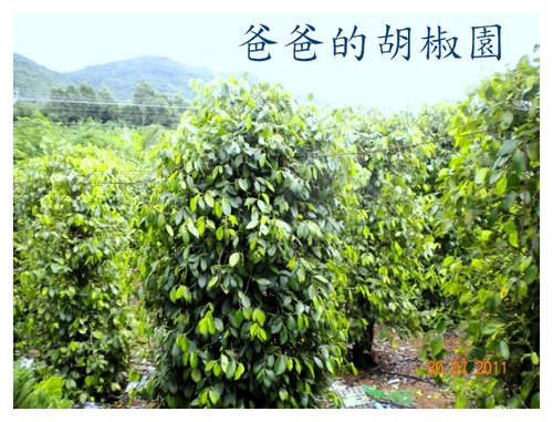 爸爸的胡椒園 凡走過必留下痕跡 痞客邦 爸爸的胡椒園 凡走過必留下痕跡 痞客邦