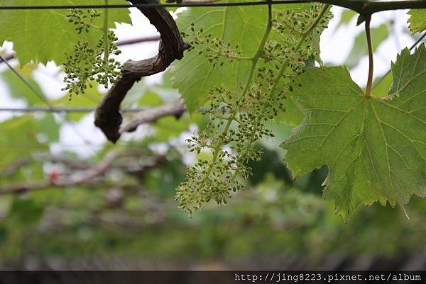 葡萄串已成型；期待它的成長期約150天（預計6月中左右）熟成為一整串酸甜味的紫鑽石葡萄！