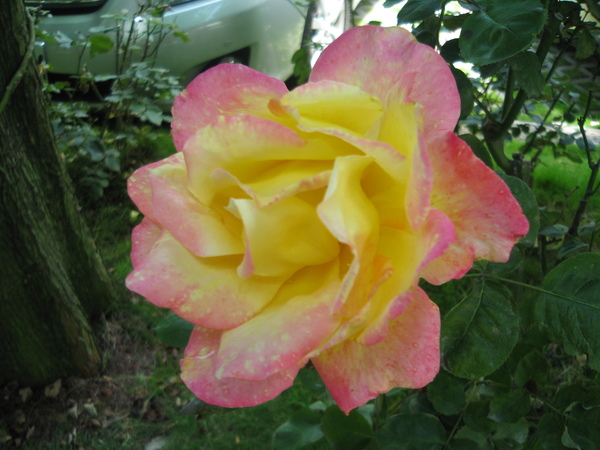 IMG_7372.JPG