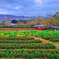 2023三層崎花海「鷲你來看花」台版富良野春妝新登場＠環遊世界366天  (23)_结果.jpg