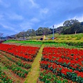 2023三層崎花海「鷲你來看花」台版富良野春妝新登場＠環遊世界366天  (27)_结果.jpg