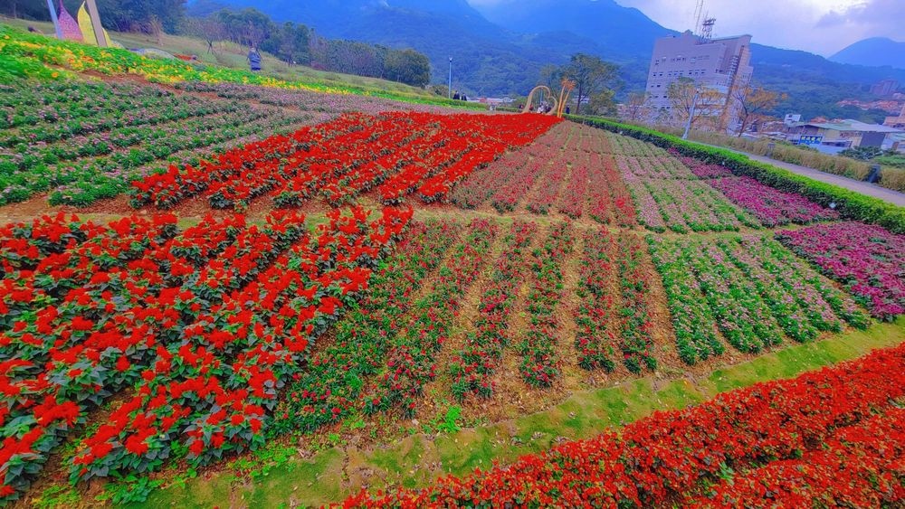 2023三層崎花海「鷲你來看花」台版富良野春妝新登場＠環遊世界366天  (30)_结果.jpg