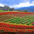 2023三層崎花海「鷲你來看花」台版富良野春妝新登場＠環遊世界366天  (7)_结果.jpg