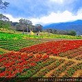 2023三層崎花海「鷲你來看花」台版富良野春妝新登場＠環遊世界366天  (9)_结果.jpg