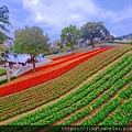 2023三層崎花海「鷲你來看花」台版富良野春妝新登場＠環遊世界366天  (11)_结果.jpg