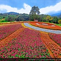 2023三層崎花海「鷲你來看花」台版富良野春妝新登場＠環遊世界366天  (16)_结果.jpg