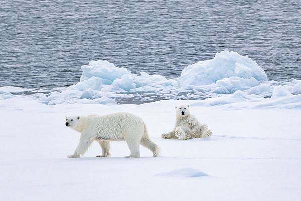 佳繽旅遊北極21日可親眼一睹北極熊、海豹等珍稀野生動物。