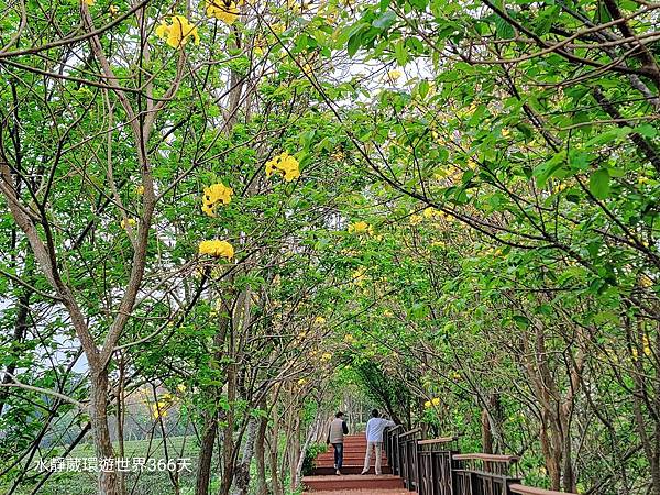苗栗秘境最美茶園「代欣茶人」自然農法將蟲蟲危機化為「貓裏紅」紅茶飄蜜香@水靜葳環遊世界366天 (18).jpg