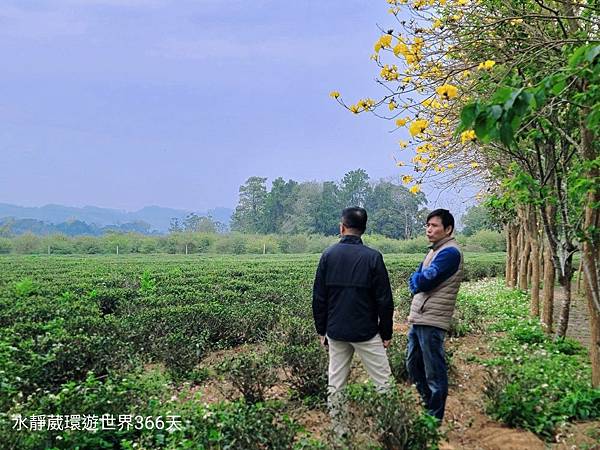 苗栗秘境最美茶園「代欣茶人」自然農法將蟲蟲危機化為「貓裏紅」紅茶飄蜜香@水靜葳環遊世界366天 (29).jpg