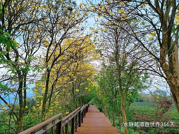 苗栗秘境最美茶園「代欣茶人」自然農法將蟲蟲危機化為「貓裏紅」紅茶飄蜜香@水靜葳環遊世界366天 (1).jpg